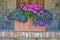 Pink and purple petunias planter