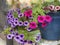 Pink And Purple Petunias In Planters