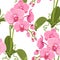 Pink purple phalaenopsis orchid flowers pattern