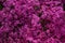Pink, purple phlox, carpet flowers