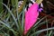 Pink and purple pineapple blossom