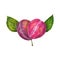 Pink purple plums green leaves in heart form botanical realistic watercolor painting. Photorealistic illustration