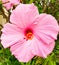 Pink purple pretty Hibiscus