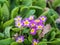 Pink or purple Primrose flowers, Primula vulgaris, from the family Primulaceae