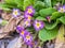 Pink or purple Primrose flowers, Primula vulgaris, from the family Primulaceae