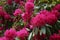 Pink Purple Rhododendrons Shrubs Plant at Garden and Park