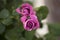 Pink / purple rose unfurling on blurred background