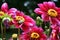 Pink purple single Dahlias Green beetle gathering pollen