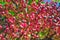 Pink and purple small berries growing in Croatia during summer