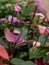 Pink and purple spadix flowers