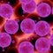 Pink purple spheres of virus in patiente blood.  Abstract red blood cells