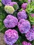 Pink purple spherical inflorescences of hydrangeas