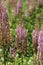 Pink purple Spiked flowers in a summer garden