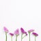 Pink purple statice flowers on white background