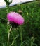 Pink purple Thistle flower thorn