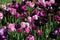 Pink and purple tulips