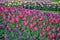 Pink and purple tulips garden