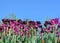 Pink and purple tulips reaching for the blue sky