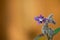 Pink and Purple Varigated Borage Flower