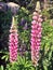 Pink and purple veronica flowers