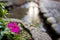 A pink purple vinca flower over the creek.