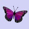 Pink, Purple and Violet Winged Monarch - Butterfly Vector