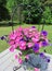 Pink and Purple Wave Petunia in Iron Hanger