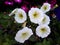 Pink, purple, white flowers of Convolvulus arvensis or wild bindweed
