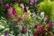 Pink, purple, white and red mixed cheerful and scented  flower border with colorful mix of Antirrhinum Maju  and mix of Petunia fl