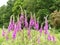 Pink purple wild foxgloves Digitalis Purpurea