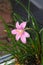 Pink-purple Zephyranthes flower, close up, isolated.