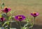 Pink and Purple Zinnia Blossom Background