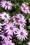 Pink-purplish daisy flowers