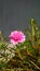 Pink purslane flower
