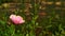 Pink purslane flower in the garden