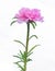 Pink Purslane Flower or Moss Rose on White Background