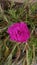 Pink purslane rose in the flower garden