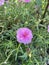 Pink pusley flower in nature garden , Portulaca oleracea