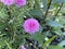 Pink pusley flower in nature garden , Portulaca oleracea