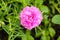 Pink pusley flower in nature garden , Portulaca oleracea