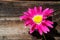 Pink pyrethrum in the background of old wooden wall