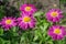 The pink Pyrethrum in bloom