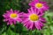 The pink Pyrethrum close-up