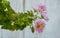 Pink Pyrethrum daisy Flower Background