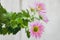 Pink Pyrethrum daisy Flower Background