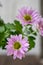 Pink Pyrethrum daisy Flower Background
