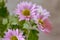 Pink Pyrethrum daisy Flower close up Background