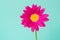 Pink pyrethrum flower on blue background. Pink daisy.