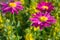 Pink Pyrethrum flowers in bloom