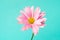 Pink pyrethrum flowers on blue background. Pink daisy. Copy space.